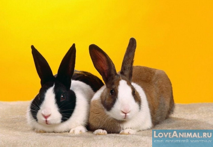 Спаривание кроликов: полезная информация, законы и особенности
