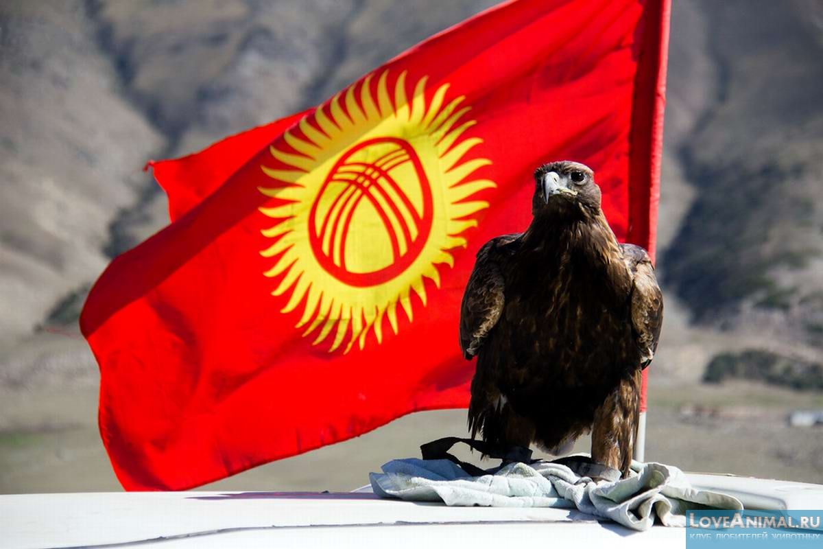 Закон Кыргызской республики о животном мире. Часть 4