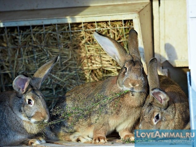 Кормушка под сено для кроликов - сенник