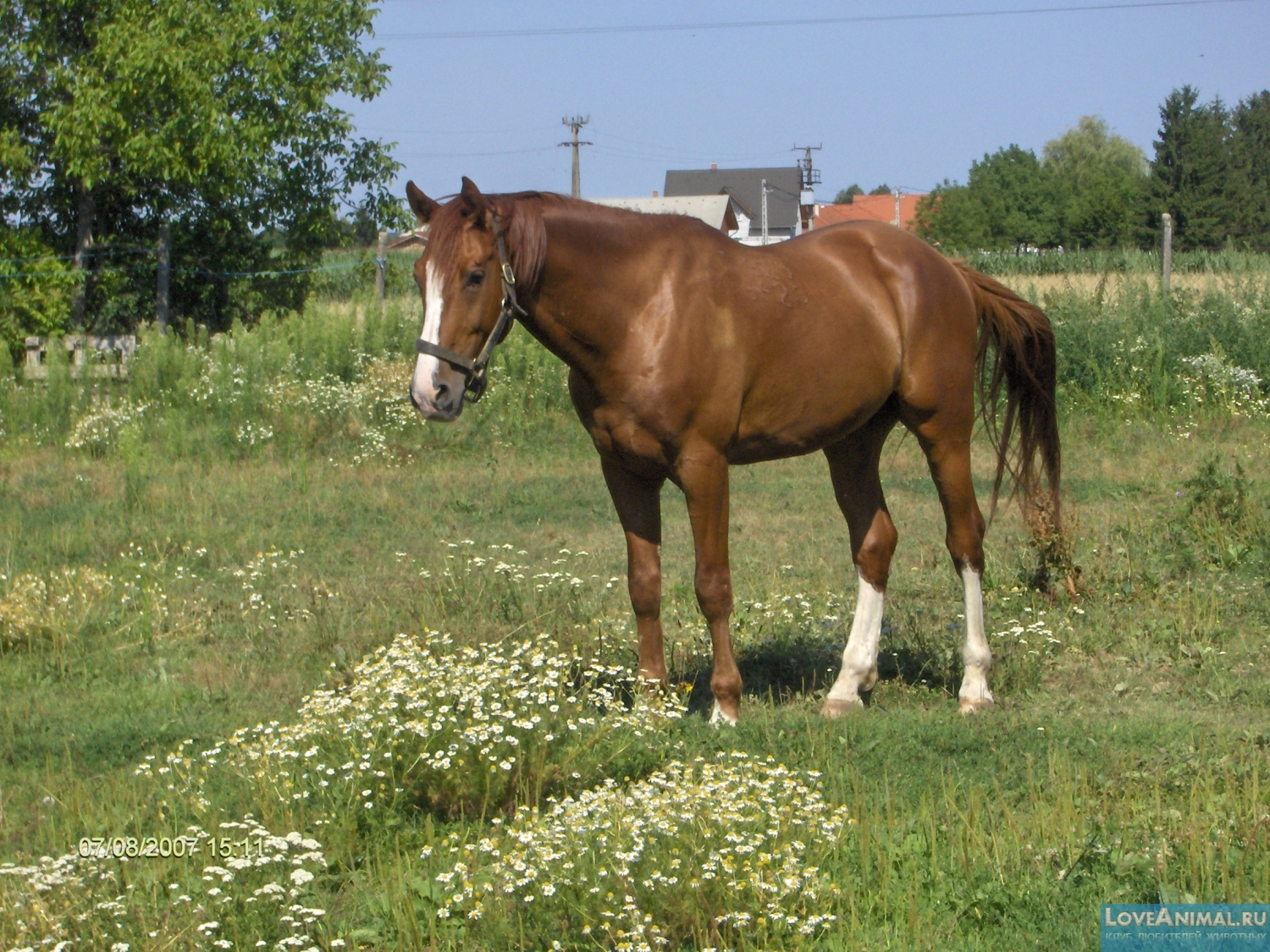 Гидран - англо-арабская лошадь. Описание с фото и видео