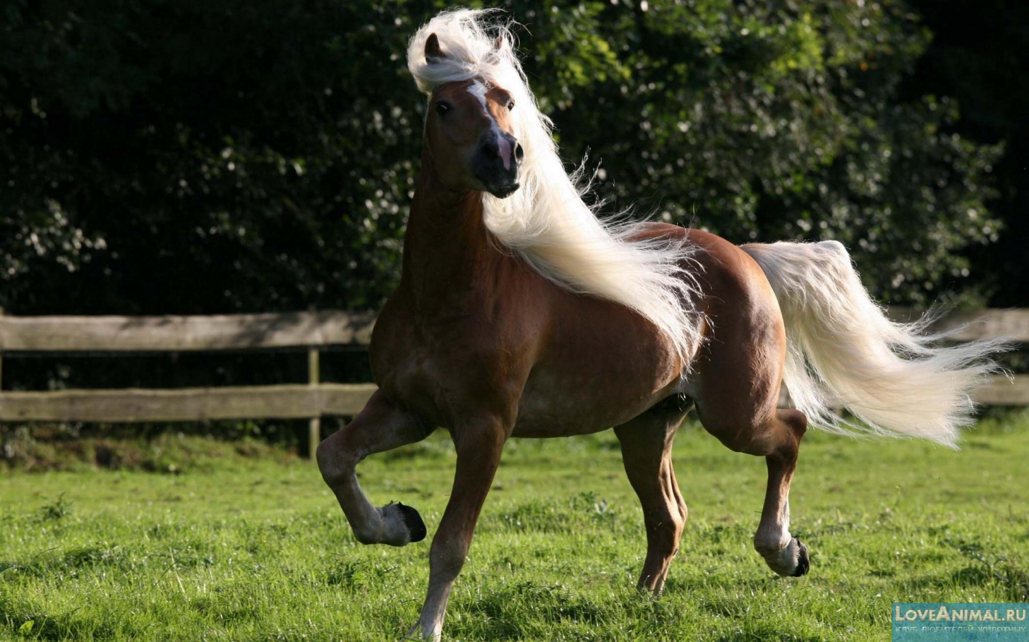 Гафлингерская лошадь. Описание с фото и видео