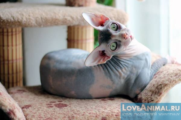 Популярные породы голых кошек. Описание