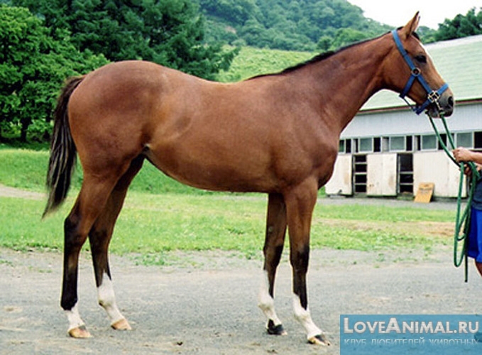 Делибозская лошадь. Описание с фото и видео