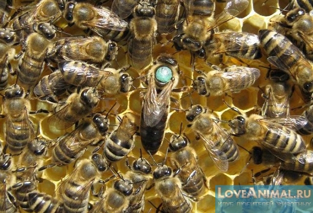 Пчелы породы Карника. Описание, фото и отзывы