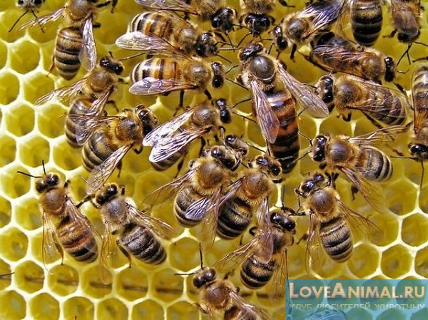 Советы по выводу пчелиной матки ранней весной. Рекомендации, фото и видео