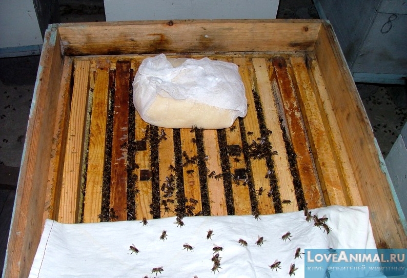 Подкормка для пчёл - Канди. Ингредиенты, приготовление, советы с фото и видео