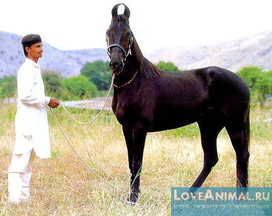 Индийская полукровная лошадь. Описание с фото