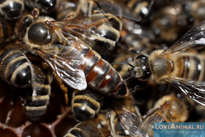 Подробности двух маточного содержания пчел. Фото и видео