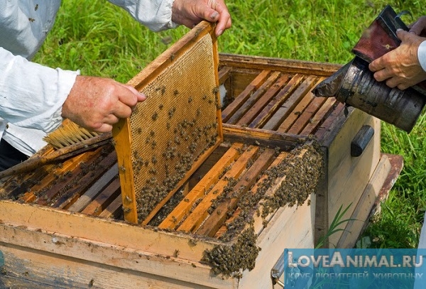 Ревизия пчелиных семейств весной. Описание с фото и видео