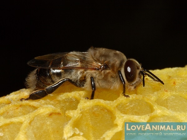 Роль пчёл трутней в семье. Разбираемся с фото и видео