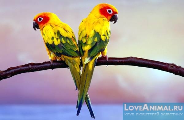 Самые красивые попугаи