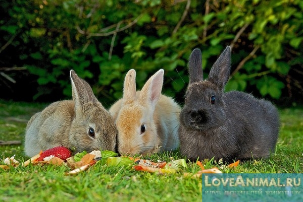 Желудочно-кишечный стаз у кроликов: причины и лечение