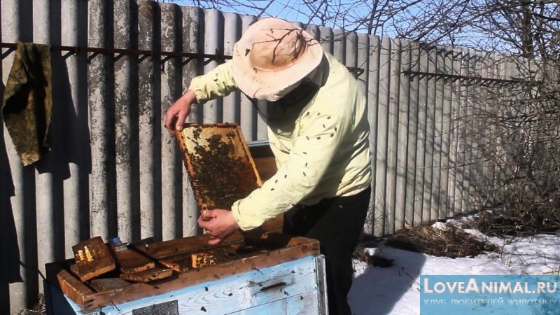 Весеннее наращивание семей пчел.  Описание с фото и видео