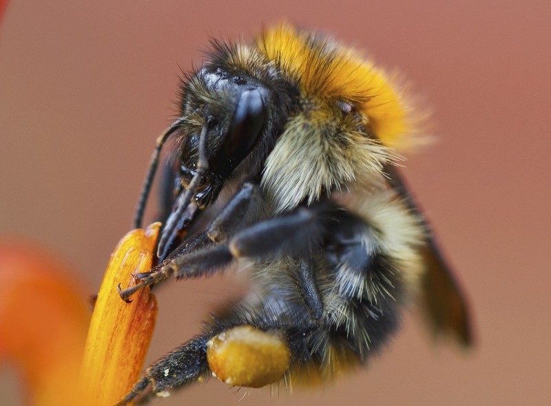 Строение организма пчелы. Разбираемся по порядку с фото и видео
