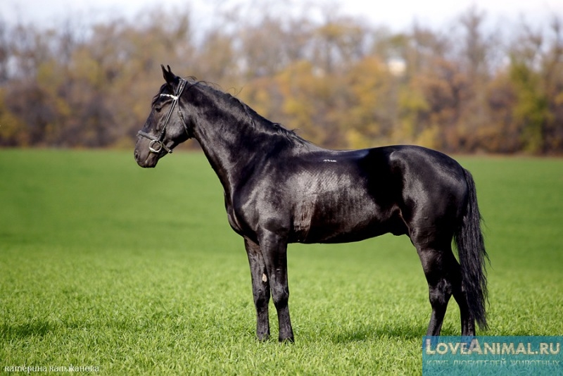 Кабардинская или черкесская лошадь.Описание с фото и видео
