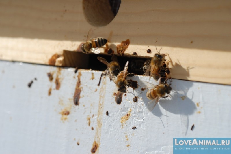 Понос у пчёл. Лечение и причины появления