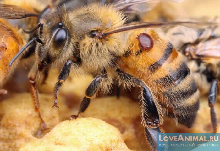 Варроатоз у пчел. Методы лечения и профилактика от клеща Варроа