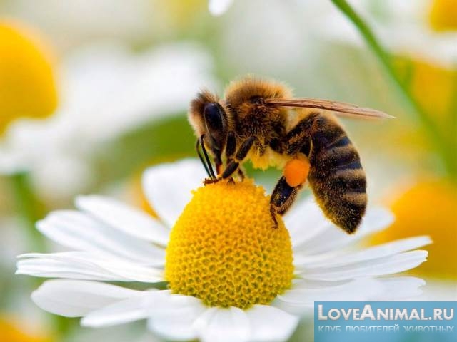 Рацион пчел и их любимые лакомства. Секреты пчеловодства