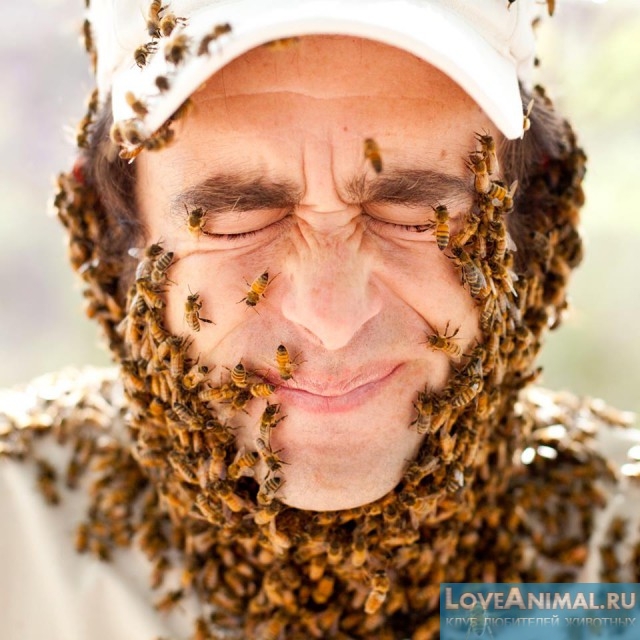 Соседские пчёлы: разбираемся от избавления в мирном и правовом порядке