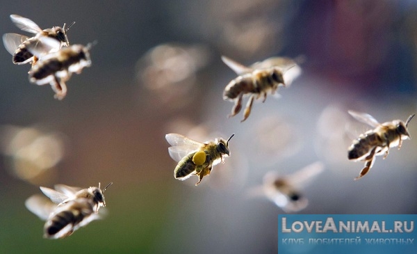 Весенний облёт пчёл: Особенности и обзор с фото и видео