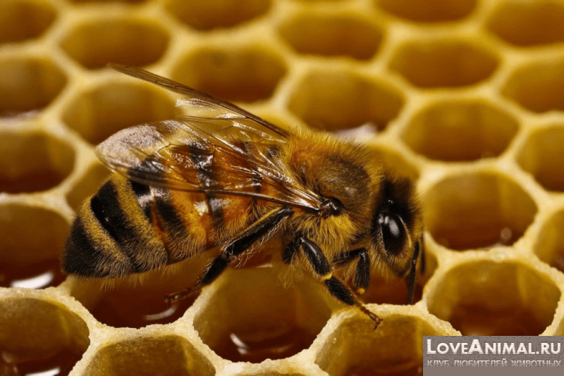 Пчелиная матка или всё о королеве улья. Описание с фото и видео