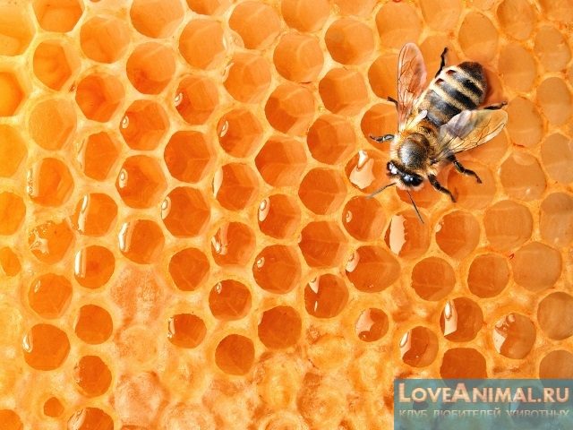 Эффективные способы очистки воска пчёл. Описание с фото и видео