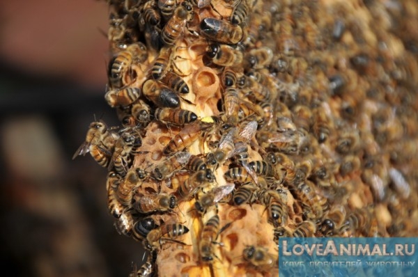 Пчёлы Бакфаст. Характеристика, описание, видео и отзывы о них