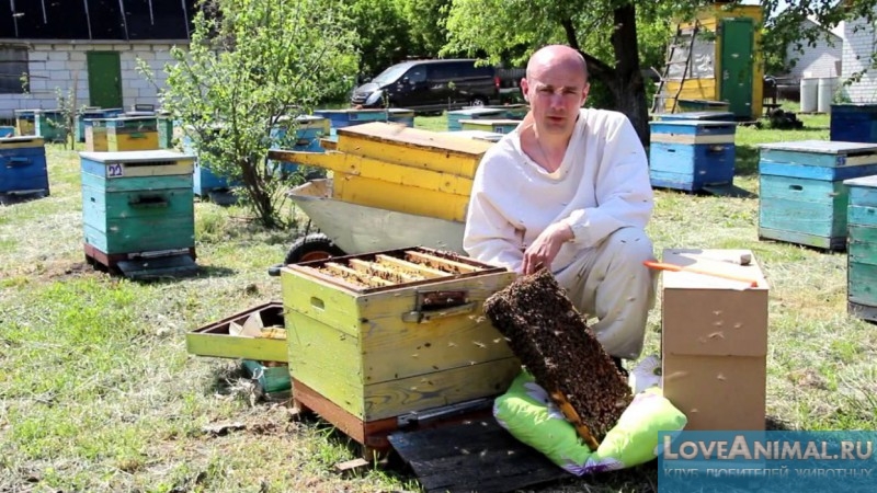 Пчелопакет: его необходимость. Пересадка пчёл в улей