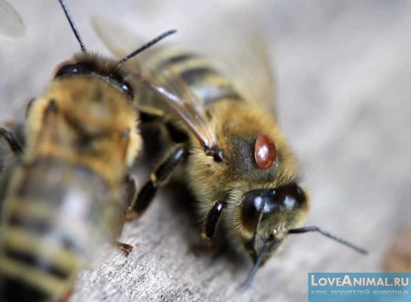 Методы борьбы с варроатозом у пчёл. Описание с фото и видео
