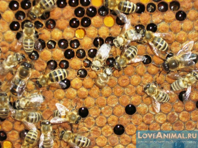 Нозематоз - сезонная болезнь пчёл. Симптомы и лечение с фото и видео