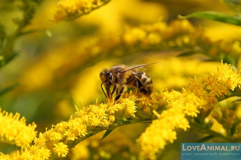 Необычные факты о пчелах, шмелях и осах с фото и видео