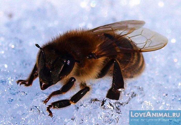 Зимовка пчёл. Все особенности правильной зимы для пчёл. Фото и видео курс