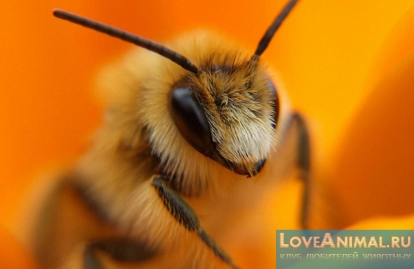 Пчелиный яд - лечение ядом. Польза, вред и правильное применение