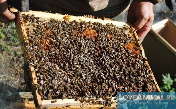 Пересадка пчёл в новый улей весной. Описание с фото и видео