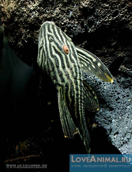 Самые долгоживущие аквариумные рыбки. Описание с фото