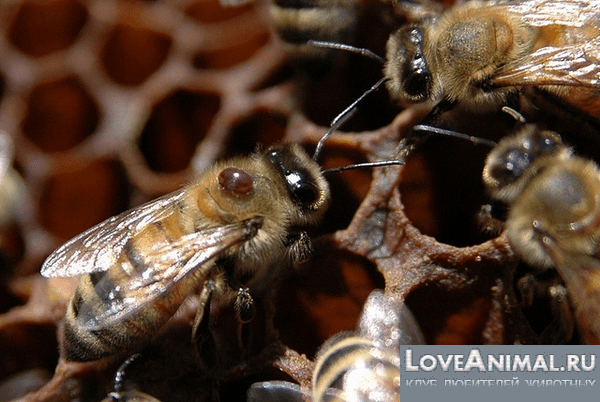 Весенняя обработка пчёлиных семей от клещей:  Описание с фото и видео