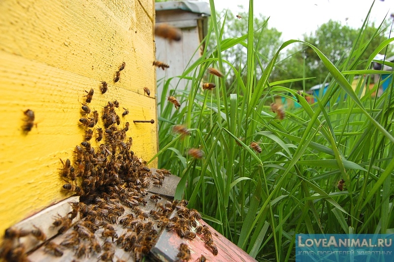 Размножение пчел и его способы. Все тонкости процесса