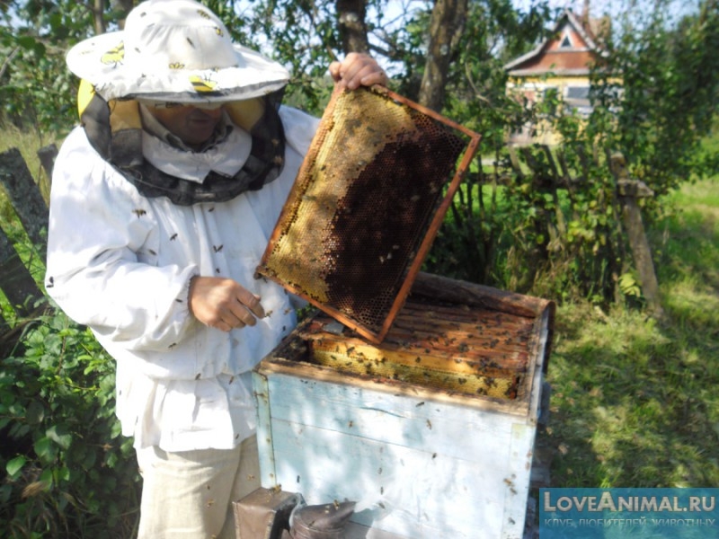 Видео-уроки по выводу маток пчёл от Геннадия Степаненко
