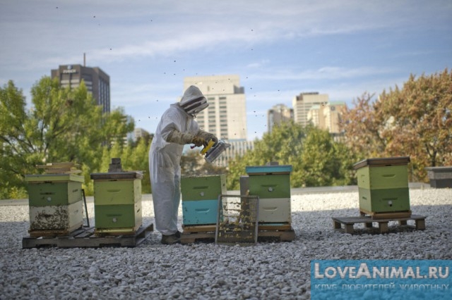 Особые правила по содержанию пчелок в городах и сёлах