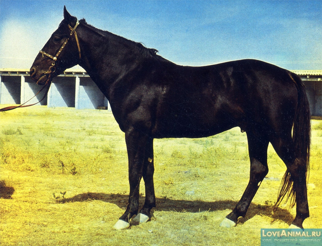 Карабаирская лошадь или карабаир. Описание с фото и видео