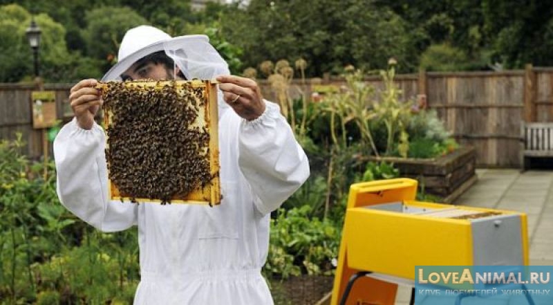 Всё о Ротационной системе пчеловодства. Особенности и видео уроки