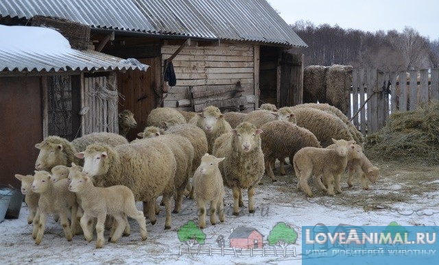 Куйбышевские овцы - забавные и пушистые. Описание, отзывы с фото и видео