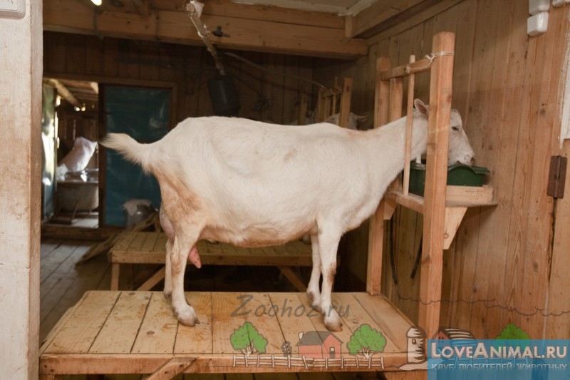 Обзор кормушек для коз: виды, схемы и инструкции по изготовлению