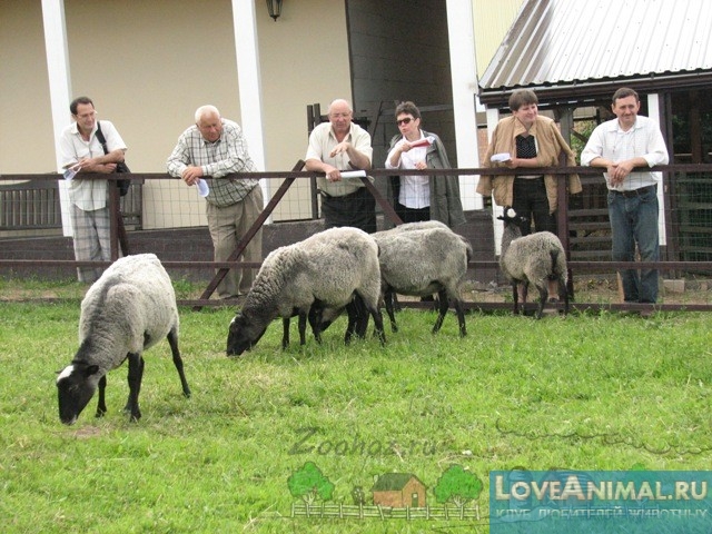 Разведение овец в Беларуси. Возрождение