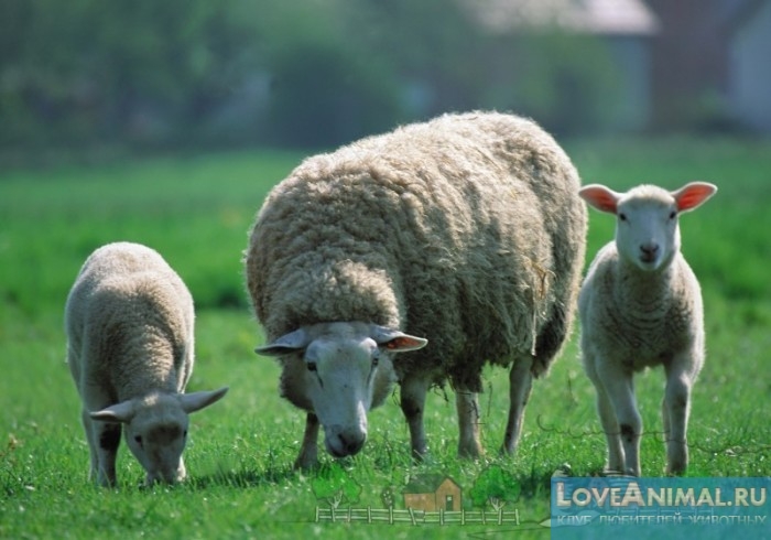 Почему овцы лысеют и едят шерсть. Описание процесса