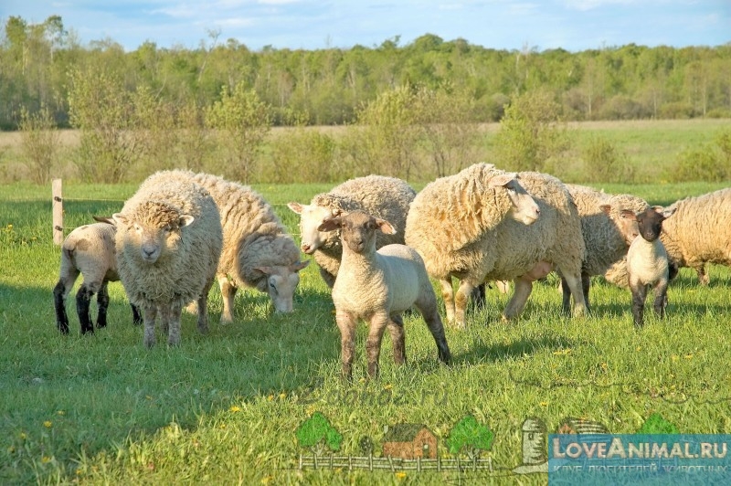 Все о кормлении овец в домашних условиях и в зимний период