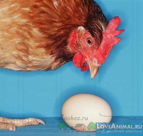 Куры едят свои яйца. Причины и решение с фото и видео