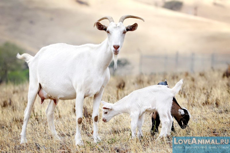 Необычные факты о козах. Видео о смышленых козах