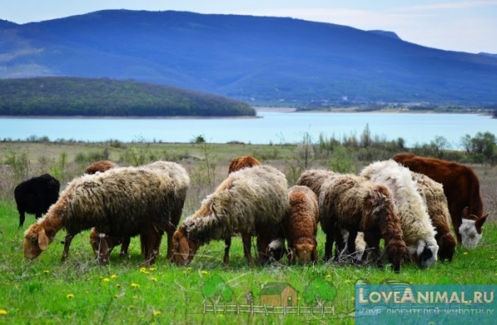 Лучшие мясные породы овец. Обзор, отзывы, фото и видео