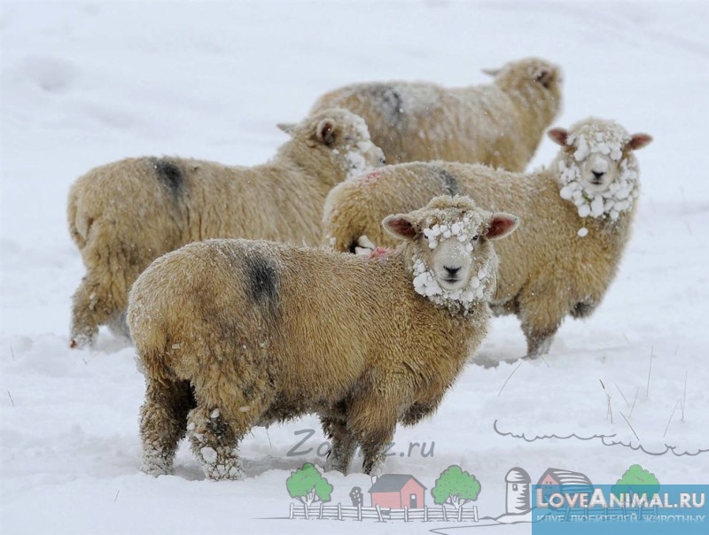 Содержание овец зимой. Кормление, советы, фото и видео